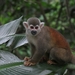 Colombian Squirrel Monkey - Photo (c) andreeajara, some rights reserved (CC BY-NC), uploaded by andreeajara