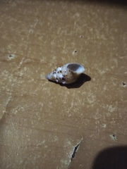 Cerithium maculosum