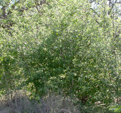 Malus ioensis texana