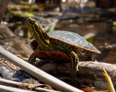 Chrysemys picta bellii
