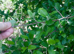 Malus ioensis texana