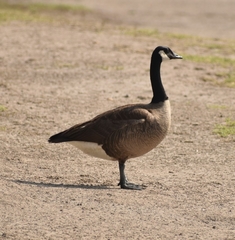 Branta canadensis