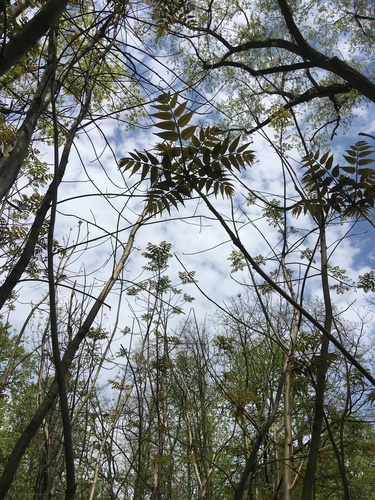 Toona sinensis