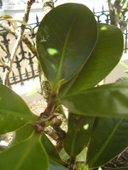 Elingamita johnsonii