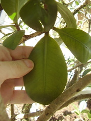 Elingamita johnsonii