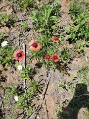 Gaillardia amblyodon