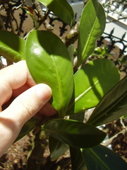 Elingamita johnsonii