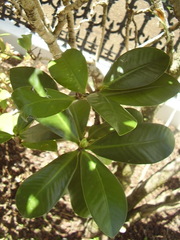 Elingamita johnsonii