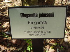 Elingamita johnsonii