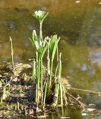 Cyperus papyrus
