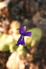 Pinguicula moranensis