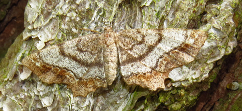 One-spotted Variant photo 5