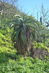 Aloe thraskii