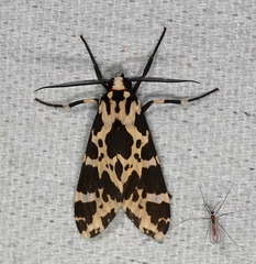 Eucereon consorta