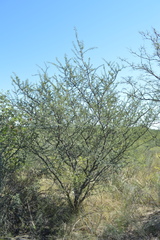Prosopis torquata