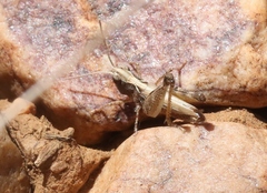 Eupnigodes sierranus
