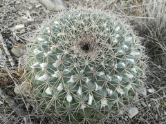 Mammillaria melanocentra melanocentra