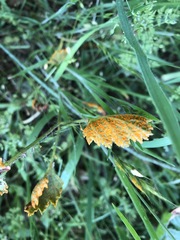 Gymnoconia interstitialis