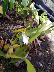 Rhynchostele stellata