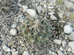 Coryphantha salinensis