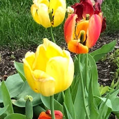Tulipa fosteriana