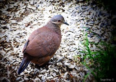 Chiriqui Quail-Dove photo 3