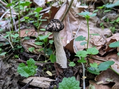 Morchella punctipes