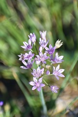 Allium drummondii asexuale