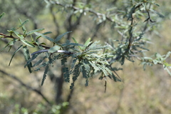Prosopis torquata