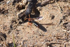 Sphecius