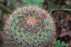Mammillaria rhodantha