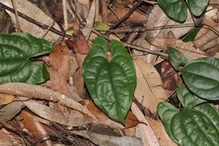 Dioscorea transversa