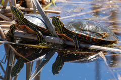 Chrysemys picta bellii