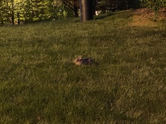 Sylvilagus floridanus