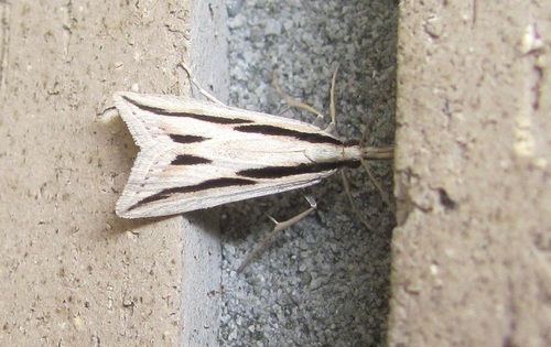 Eudonia trivirgata Felder