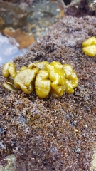 Ectocarpales