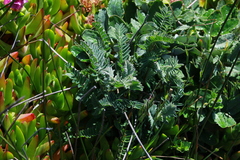 Astragalus pycnostachyus