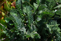 Astragalus pycnostachyus