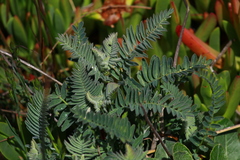 Astragalus pycnostachyus