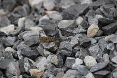 Sceloporus spinosus