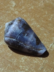 Conus purpurascens