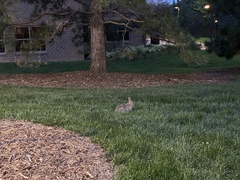 Sylvilagus floridanus