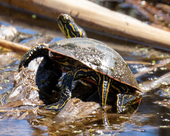 Chrysemys picta bellii
