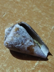 Conus purpurascens