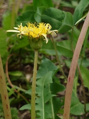 Taraxacum platycarpum