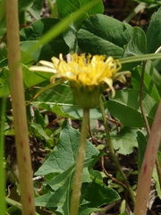 Taraxacum platycarpum