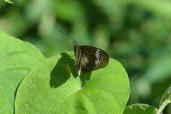 Acraea aganice aganice