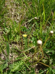 Taraxacum platycarpum