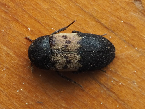 Larder Beetle photo 3