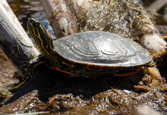 Chrysemys picta bellii